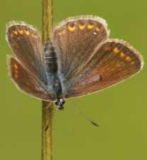 De rupsen van deze vlinder zijn meestal op klaver planten te vinden.