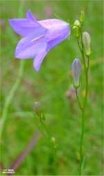 augustus en september 15 tot 60 cm Grote hangende, blauwe klokvormige bloemen Bladeren