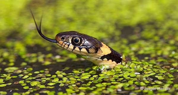 KENMERKEN RINGSLANG Soortgroep Hoofd-biotoop Uiterlijke kenmerken De atricidae-familie (waterslangenfamilie) Water, mesthopen, open