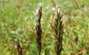 Familie Hoofdbiotoop Uiterlijke kenmerken Grassenfamilie