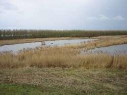 KENMERKEN RIET Soortgroep Hoofd-biotoop Uiterlijke kenmerken Grassenfamilie Waterkanten Riet kan 1-3 m hoog worden.