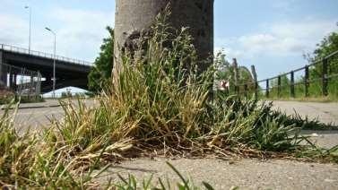 KENMERKEN STRAATGRAS Soortgroep Hoofd-biotoop Uiterlijke kenmerken Grassenfamilie Open plaatsen, graslanden en platsoenen Als deze plant bloeit heeft