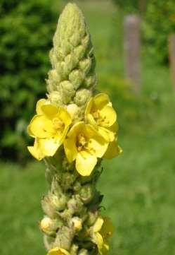 Familie Hoofd-biotoop Uiterlijke kenmerken Helmkruidfamilie Duingebieden De bloemen van deze