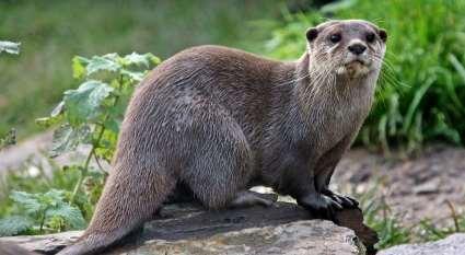 otter Familie: Marterachtigen De otter, ook Europese otter of visotter genoemd heeft zwempoten en een donkere, dichte, bruine