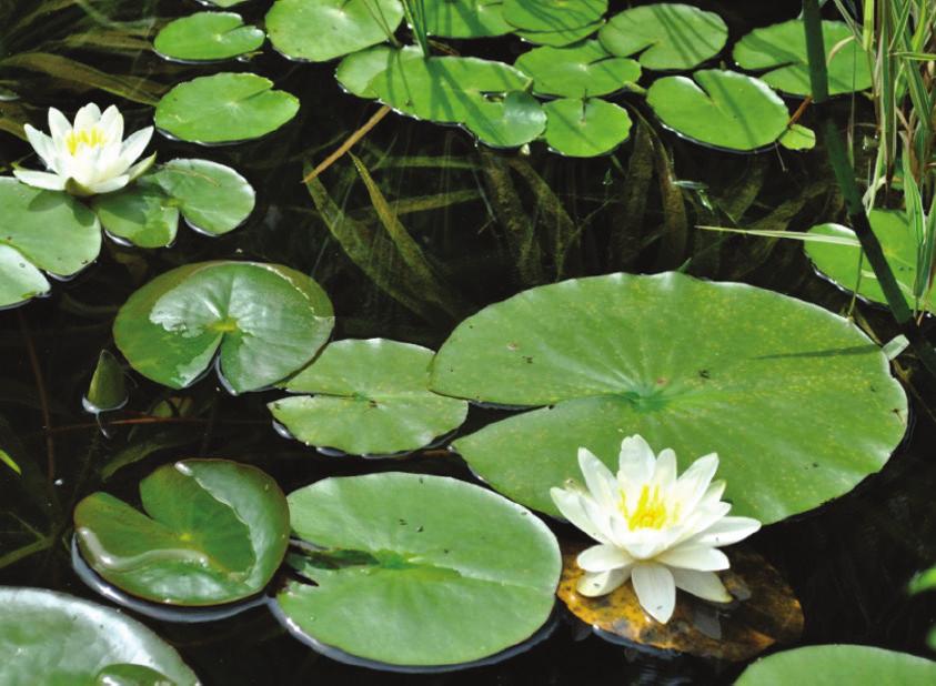 Waterminnende planten/mini-helofytenfilter Waterminnende planten zijn planten die goed tegen een natte omgeving kunnen.