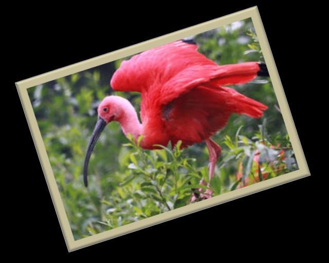 Jungelen in Suriname Een heerlijk land om te verkennen. Paramaribo is maar een klein stipje op de landkaart van Suriname. Het is één grote jungle!