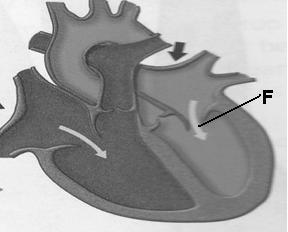 6 NATUURWETENSKAPPE (NOVEMBER 2012) VRAAG 4: LEWE EN LEWENDE DINGE Bestudeer die onderstaande diagram en beantwoord die vrae wat volg. 4.1 Identifiseer die kamer of opening van die hart wat suurstof-arme bloed uit die liggaam na die hart vervoer.