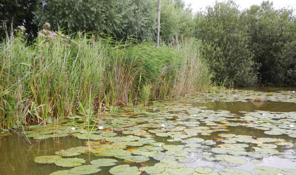 De ondiepe plassen in het beheergebied van Rijnland zijn ontstaan door vervening. Bij veel plassen zijn nog petgaten en slootjes aanwezig. Die hebben we bewust bij het waterlichaam betrokken.