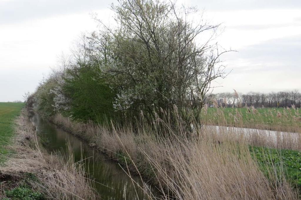 7 3 Resultaten 3.1 Beschrijving aanwezige biotopen Bosschages Langs de oprijlaan naar de twee schuren staan twee rijen jonge platanen. In deze bomen waren geen opvallende spleten of holtes aanwezig.