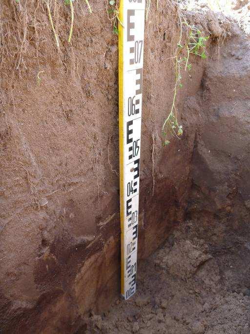 2.3 Bodemleven Tijdens de veldwerkzaamheden, bestaande uit het nemen van grondmonsters en het graven van de profielkuilen is vrijwel geen bodemleven aangetroffen.