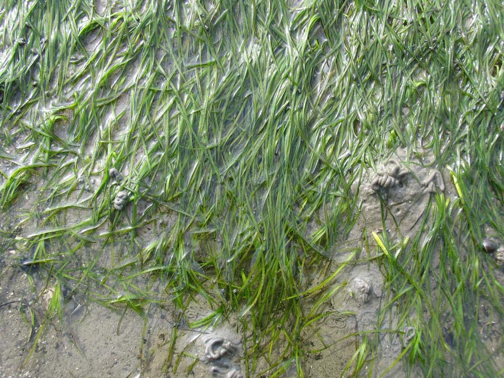 ZEEGRASMITIGATIES OOSTERSCHELDE Uitvoering