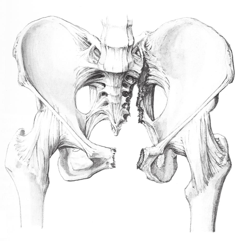 Samenvatting verbonden bij de symphyse en aan de achterzijde bij het sacroiliacale gewricht door middel van stevige bindweefselstructuren.