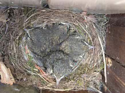 Vogelwacht Uffelte e.o. - Werkgroep nestkastcontrole Algemene conclusie 2016 is een redelijk goed vogeljaar geweest; Helaas zijn er in het Binnenveld erg veel verstoringen.