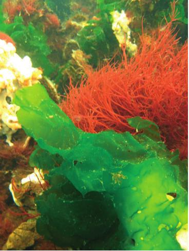 Kleine waterorganismen Er is een reeks organismen die zeewier begrazen. Door voldoende doorstroming, filters en predatoren zijn deze organismen te bestrijden. 13 2.