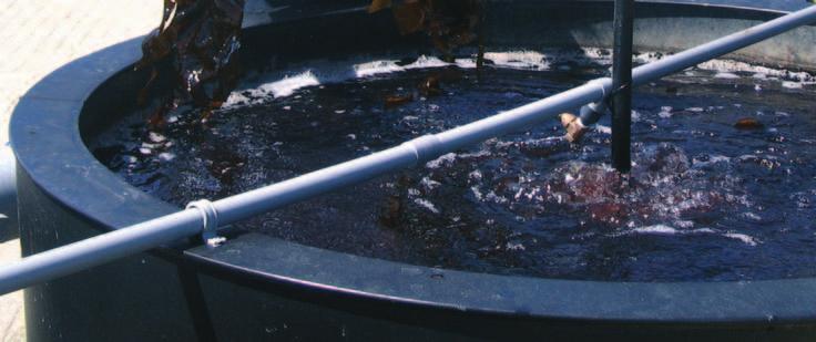 Dergelijke luchtinblaassystemen worden vooral gebruikt in volledig gesloten hatcheries. Een voorbeeld van een luchtinblaassysteem is weergegeven in Afbeelding 19. Afbeelding 19: Luchtinblaassysteem.