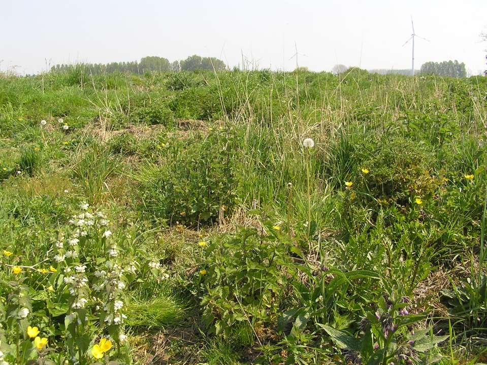 Aantal planten Haasdonk - Vitshaag 14/04/07 20 18 16