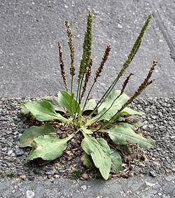 Waarom begint de plantengroei meestal in de voegen van verhardingen?