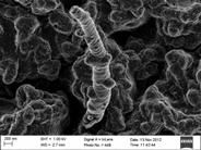 Six MDR TB patients, forming a patient group, will provide the infectious aerosols to expose susceptible pigs in the study.