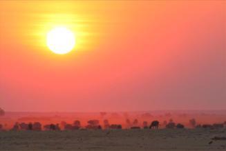 flora in de delta Te voet op ontdekking in de Okavango Delta Op zoek naar roofdieren als luipaard, leeuw, cheetah, wilde hond in Moremi Bewonder de kuddes olifanten in Chobe National