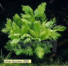 Cryptocoryne becketti Vaantjesplant Hygrophila difformis Mooie forse stengelplant die zeer snel groeit.