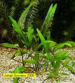 Een kleine rozetplant die donkergroene of bruine bladeren heeft, die op korte stelen zitten. Een eerder kleine variant, die relatief snel groeit.
