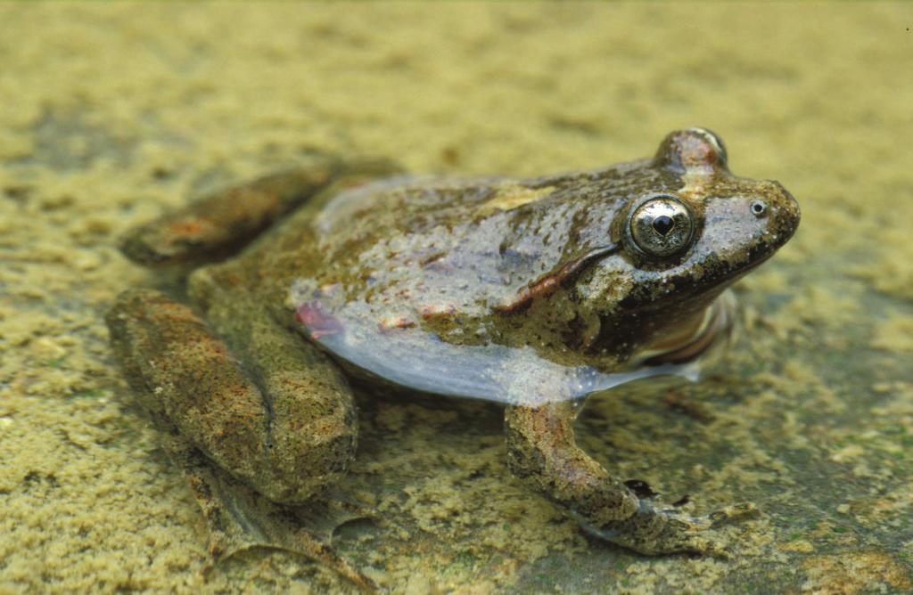Edo van Uchelen KLARA DE KIKKER Kikkers zijn amfibieën, net als padden en salamanders. Ze leven zowel op het land als in het water. In poelen en beken leggen ze eitjes.