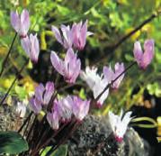 Uit deze van december tot maart bloeiende species ontwikkelden hybridiseurs de welbekende (pot)cyclamen. De bloemkleur varieert van wit tot zachtroze. Geurend.