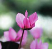 20-25 @12-4 #10 $2-3 %p9 H-S Cyclamen pseudibericum Het is één der mooiste voorjaarsbloeiende cyclamen, al bekend sinds 1895. In 1952 aangetroffen door de Turkse botanicus Dr.