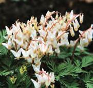 Cyclamen rohlfsianum De redelijk zeldzame naar Lelietjes-der-Dalen geurende species is de enige Cyclamen-soort die voorkomt in Libië, en dan nog slechts in een