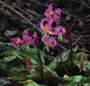 Erythronium revolutum Geïntroduceerd rond 1895. Inheems langs de westkust van Noord-Amerika. Meestal vier tot vijf bloemen per steeltje, variërend in kleur van zachtroze tot purperroze.