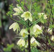 Verlangt een licht beschaduwd plekje. Bloeit in april-mei met één tot drie bloemen aan 15-35 cm lange stengels.