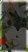 De typische vossengeur van keizerskronen, waarvan wordt gezegd dat het mollen, veldmuizen en woelratten