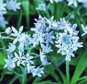 Aanvankelijk werd gedacht dat het hyacintje was uitgestorven, gelukkig zijn er toch weer enige populaties aangetroffen. De Flora Europaea beschouwt het als een kleinere vorm van H. italica.