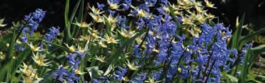 Welriekend. Bestelnr. 795 3 st. 7.50 5 st. 12.00!25-30 @3-4 #10 $12-15 %I. Z-L!25-30 @3-4 #10 $12-15 %16 Z-L Hyacinthus orientalis Blue Festival met Tulipa turkestanica Bestelnr. 7139 10 en 20 st. 9.
