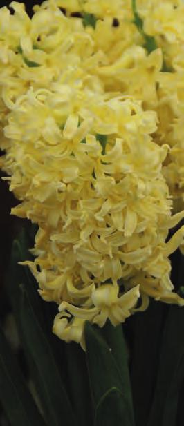 HYACINTHUS In de 18e eeuw nam de liefhebberij voor hyacinten toe en er ontstond ook een windhandel, zoals dat een eeuw tevoren met de tulp ook het geval is geweest.