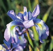 Iris cycloglossa (Synoniem: Iris duclouxii) Intro: 1958. Herkomst: Zuid-Afghanistan. De vorm van de bloem is ongewoon voor een Juno-type.