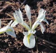 amasiana, I. bornmuelleri en I. crociformis) Geïntroduceerd in 1876 door Mrs. Danford. De plant heeft zeer smal blauwgrijs blad.