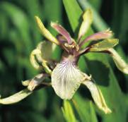 Iris foetidissima Citrina Nederlandse naam: Stinkende lis. De aangeboden vorm is een rijk bloeiende zachtgele lis die zelfs op droge grond in de schaduw gedijt.