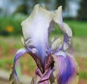 Iris hoogiana In 1913 door Van Tubergen geïntroduceerd. Direct in die jaren daarna, zijn er vele onderscheidingen en getuigschriften verdiend. Herkomst: Turkestan.