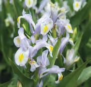 Iris magnifica (Synoniem: I. orchioides var. caerulea) Herkomst: Centraal-Azië, vooral in het gebergte ten zuiden van Samarkand. Ze zijn sinds 1880 bekend.