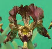 Iris sari Een schitterende miniatuur Onocyclus-iris uit o.a. Centraal en Oost-Turkije, veelal op steppen aangetroffen.