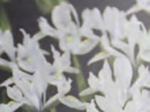 Iris reticulata Alida Iris