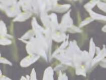 reticulata Harmony Iris