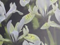 8.00 Iris reticulata Painted Lady