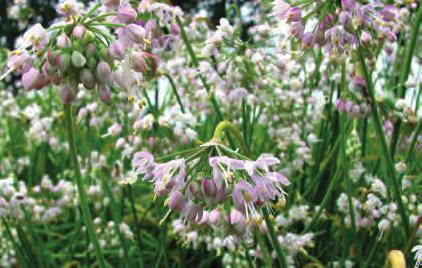 Allium cernuum -White Max- ALLIUM CERNUUM Bestelnr. 9433 5 st. 10 st. 3.50 6.50 (Synoniem: A. recurvatum) Intro: 1800. Kunstig gedraaide bloemstelen worden omgeven door lange, smalle bladeren.