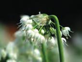 Een allium met een lange bloeitijd, van eind mei tot in augustus. Herkomst: het Alleghany gebergte in Wyoming en ook plaatselijk in Canada en Mexico. Ook geschikt voor een wat vochtigere standplaats.