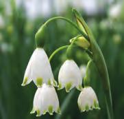 De 20-35 cm hoge bloemstelen zijn voorzien van drie tot vijf klokvormige witte bloempjes die op ieder kelkblaadje met een groen topje zijn versierd. Nederlands gekweekte bollen. Bestelnr. 895 10 st.