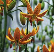 Lilium hansonii Wildvorm uit Korea, Japan en Oost-Siberië. Tot 12 geurende, warmgele, oranje gespikkelde bloemen aan de 150 cm hoge stelen. Het blad is kransgewijs langs de bloemstengel geplaatst.