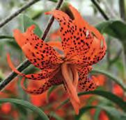 De stevige bloemsteel is voorzien van purperen vlekken. De vele bloemen zijn oranje en verfraaid met bruine spikkels en papillen. Bestelnr. 916 3 st. 4.95 5 st. 7.50!