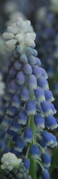 MUSCARI ARMENIACUM Het bekende blauwe druifje. Intro: 1877. Herkomst: Roemenië, Klein-Azië en de Kaukasus. Het bloemtrosje is zeer compact.